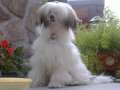 Czakoma La Tia Al Maarii Sapphire Chinese Crested