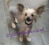 Steelthorn Black Angel for Canjoline Chinese Crested