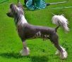 Flexus Chinese Crested