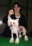 Born to win of Exotic Dog's Chinese Crested