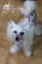 CH.Coromar Elton Joy Chinese Crested