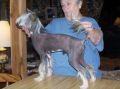 S R Prince Charles at Nonies Chinese Crested