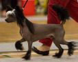 Clezel's Don't Trick Me Chinese Crested