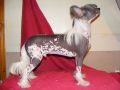 Nisyros Warpaint at Lacdee Chinese Crested