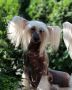 Apriori Vip High Hope Chinese Crested