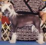 Dreamstars Just Keep Swimming Chinese Crested