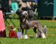 Ares Crestedgang Chinese Crested