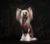 Rus Lorens Indzhy Little Dark Horse Chinese Crested