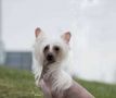 Talltales Eve St Laurent Chinese Crested