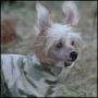 Casa Del Caboom's Villemo Chinese Crested