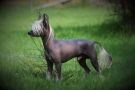 Mirbon's Heavy-King Chinese Crested