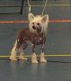 Jaivy Might Have Been Of Gizzy's Home Chinese Crested