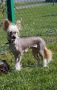 Milava ot Lyali Beloy Chinese Crested