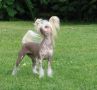 Blanca  Exotic World FCI Chinese Crested