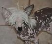 It's all right Little Champs Chinese Crested