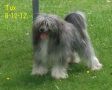 Tuxedo For Hire of Pughbear Chinese Crested