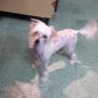 Marionet Falazairroo Chinese Crested