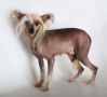 Har-Chi Shao Gim Chinese Crested