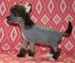 Uneasy doll de Almamasan Chinese Crested