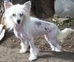 Edelweiss Moonage Daydream Chinese Crested