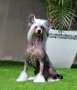 Benek The Wizard (Cantarell/Tamayo) Chinese Crested