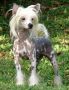 Chasse D. Olivia Chinese Crested