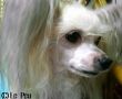 Colchin Midnite Ladybird Chinese Crested