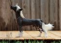 Argos' Legacy Harvey Chinese Crested