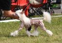 Mano Ponis Vudu Chinese Crested