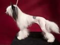 Oks Company  Victoria Cross Chinese Crested