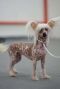 Drmtorpet's Linda never mind Chinese Crested