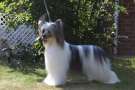 Omegaville Midnight Cowboy RCC Chinese Crested