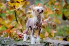 HALLE White Fusion Chinese Crested