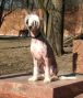 To'Ja'Ter Illuzion Chinese Crested