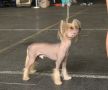 Tzin Tziye Chinese Crested