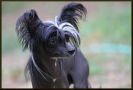 Ta Mandchou's Faust In Chinese Crested