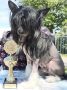 Unchained Melody Princes de la Roses Chinese Crested