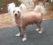 sparkling rainbow Chinese Crested