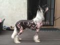 Sherabill Shake It Off Chinese Crested