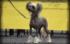 Lady In Red Princes de la Roses Chinese Crested