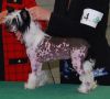 Creekside's Worth The Wait Chinese Crested