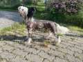 On The Spot Sir Lancelot Chinese Crested