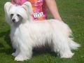 Prefix Tipperary Chinese Crested