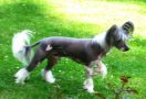 Flexus Chinese Crested