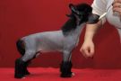 Practical Hero Voltage Vampire Chinese Crested