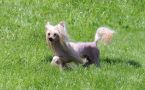 Ashanti Golden Pearl: this is me Chinese Crested