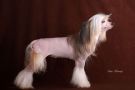 Ul'rika Rey Star Chinese Crested