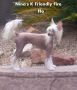 Nina's K Friendly Fire Chinese Crested