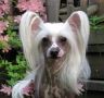 Rompford Family Jewels Chinese Crested