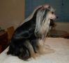 Hooray For Holliwould Chinese Crested